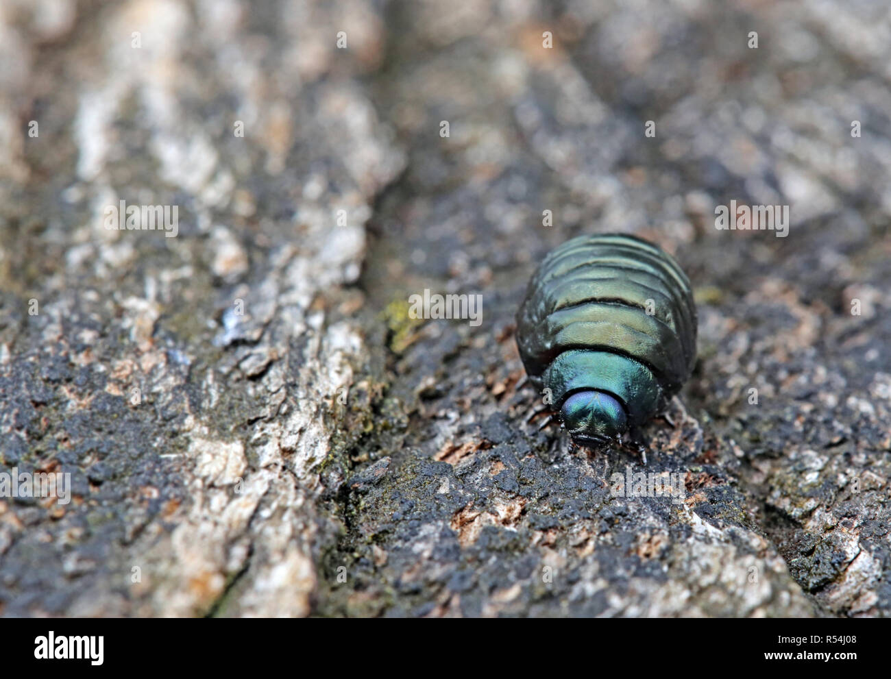 Larve de la paw-beetle timarcha tenebricosa Banque D'Images