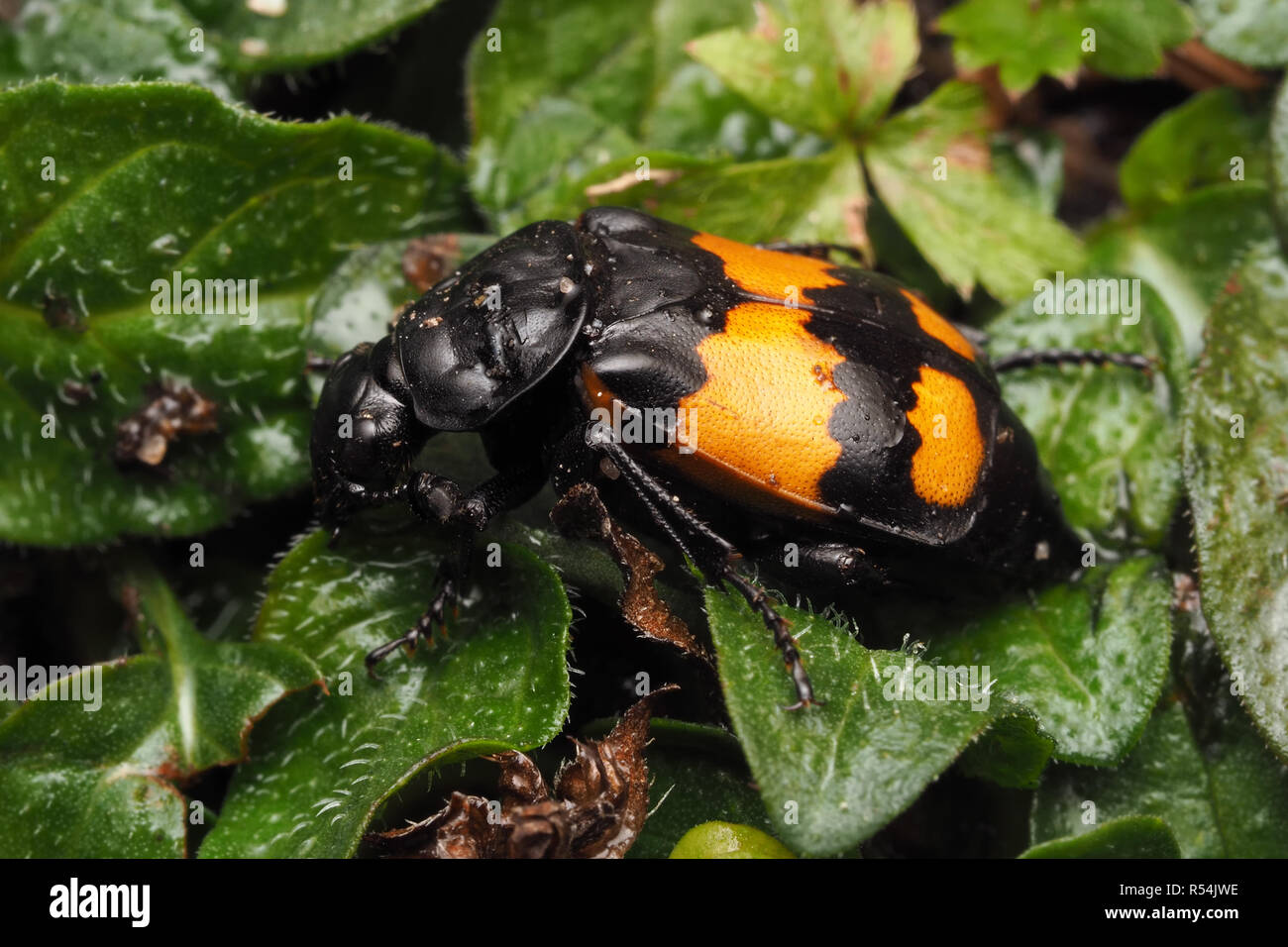 Sexton beetle commun (Nicrophorus vespilloides) reposant sur l'usine. Tipperary, Irlande Banque D'Images