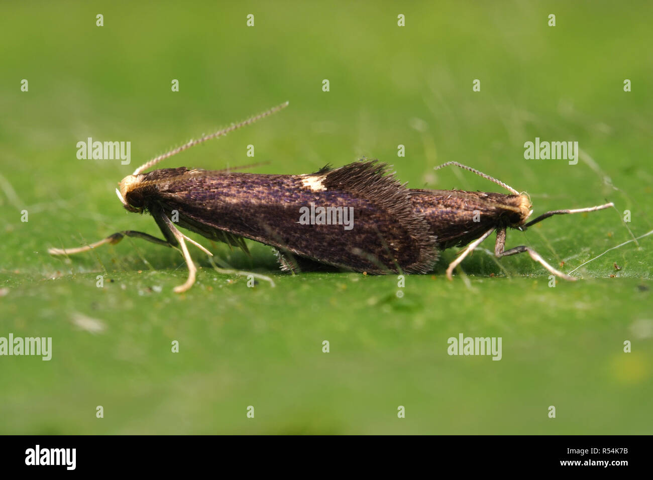 Psychoides filicivora micromoths l'accouplement sur une feuille. Tipperary, Irlande Banque D'Images