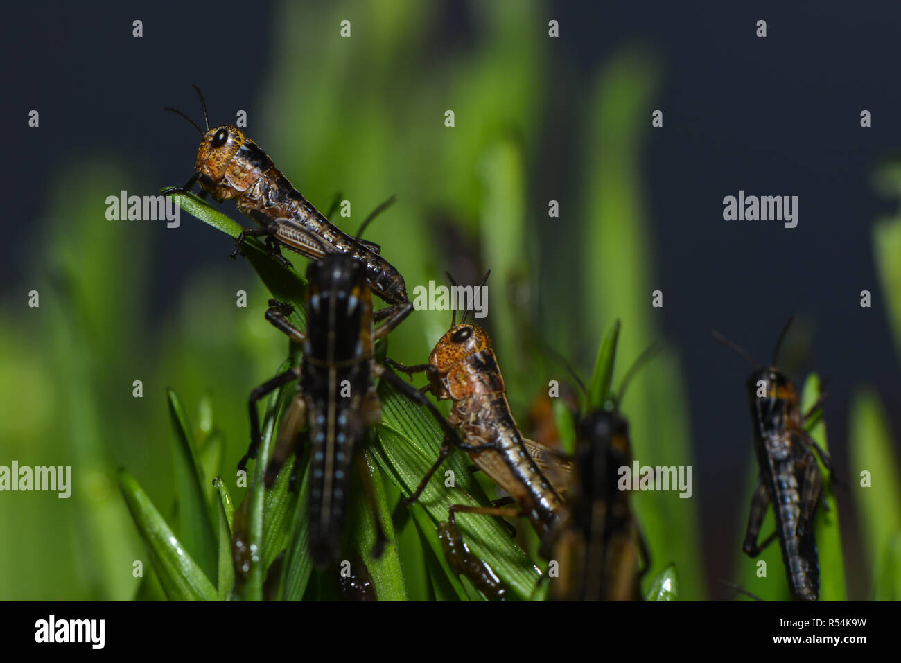 Les sauterelles dans l'herbe Banque D'Images