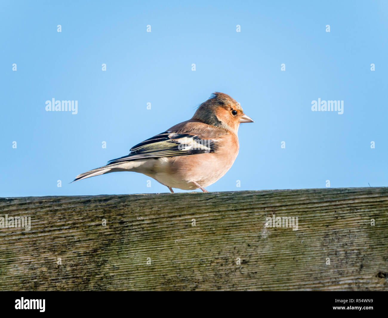 Les mâles adultes, Fringilla coelebs chaffinch, perché sur une clôture en bois au soleil en hiver, Pays-Bas Banque D'Images
