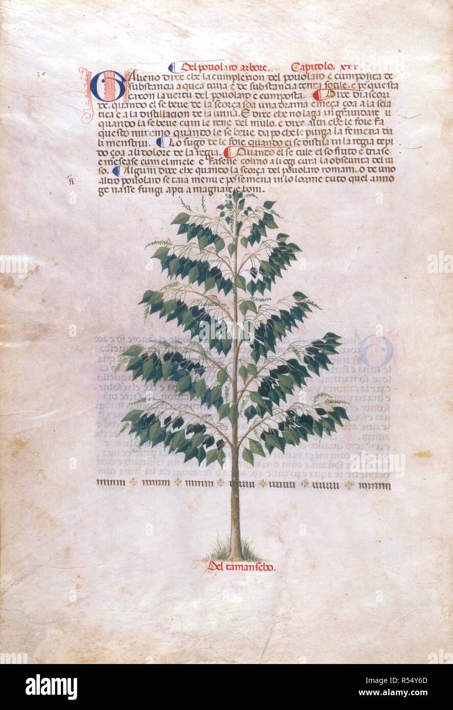 Un arbre. 14e siècle. Image réalisée à partir d'Serapione Herbario Volgare : une version italienne du Traité de Botanique Médicale, ainsi qu'une description des médicaments dérivés d'animaux. Source : Egerton 2020, f.23v. Banque D'Images