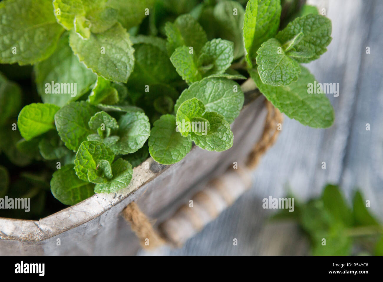 Feuilles de menthe fraîche herb. selective focus, copy space Banque D'Images