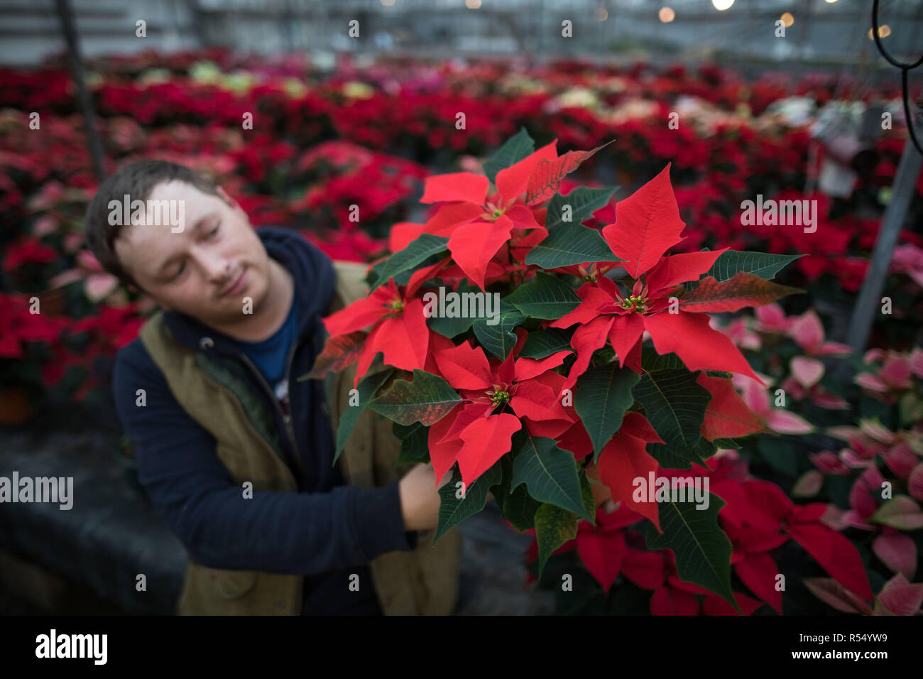 Thomas Walker soutient une bouilloire rouge poinsettia quartz, l'une des 23 couleurs disponibles à l'Meynell Langley Gardens, une entreprise familiale dans le Derbyshire, en avance sur la saison de Noël. Banque D'Images