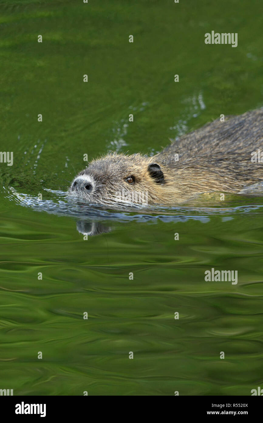 / Ragondin Rat River / le ragondin (Myocastor coypus ) nage dans la ...