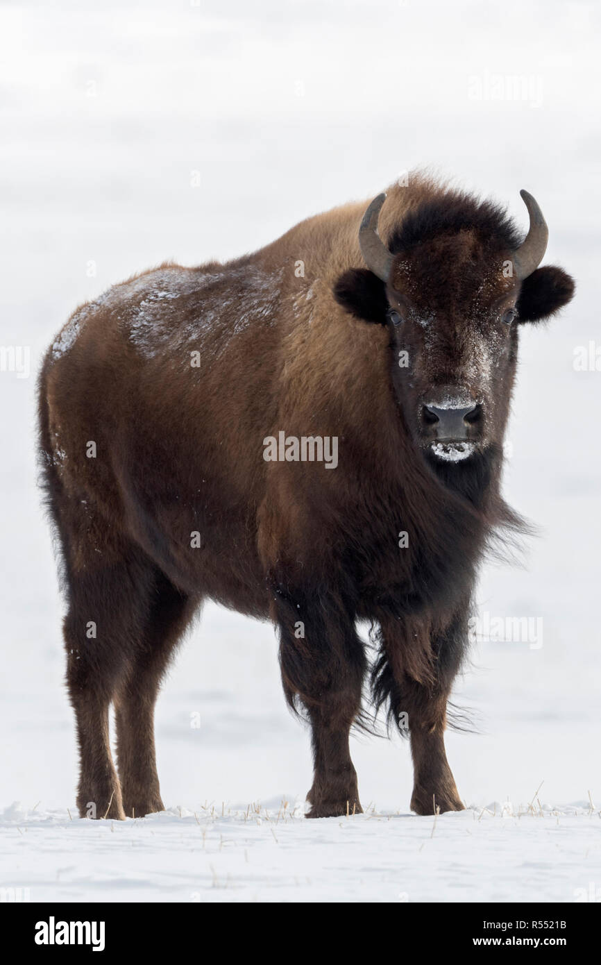 Bison d'Amérique / Amerikanischer ( Bison bison bison ) en hiver, adulte, debout sur la neige a couvert des terres libres, plaines, prairies, steppes, regarder, Yello Banque D'Images