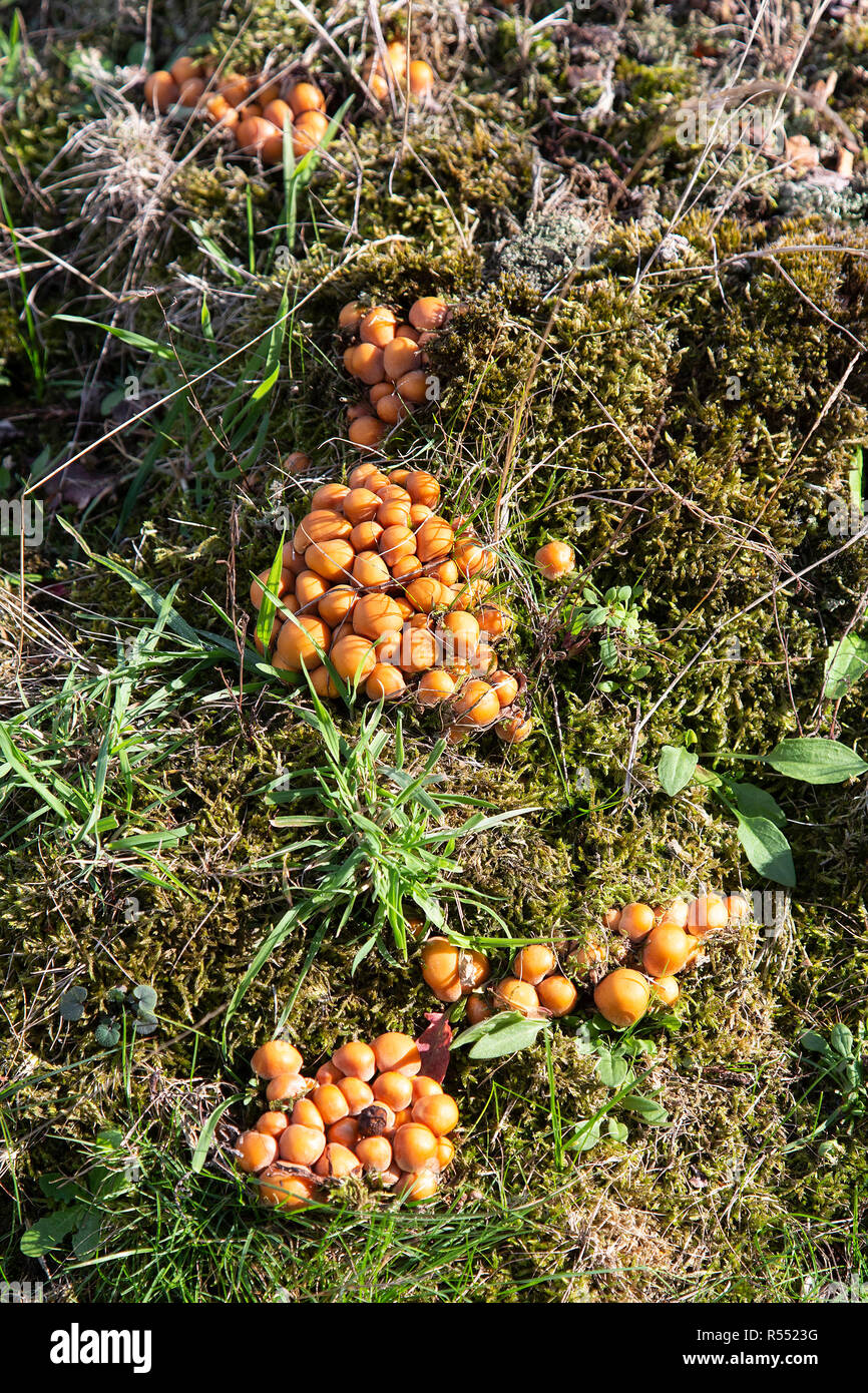 Touffe de soufre (Hypholoma fasciculare) Champignons Banque D'Images