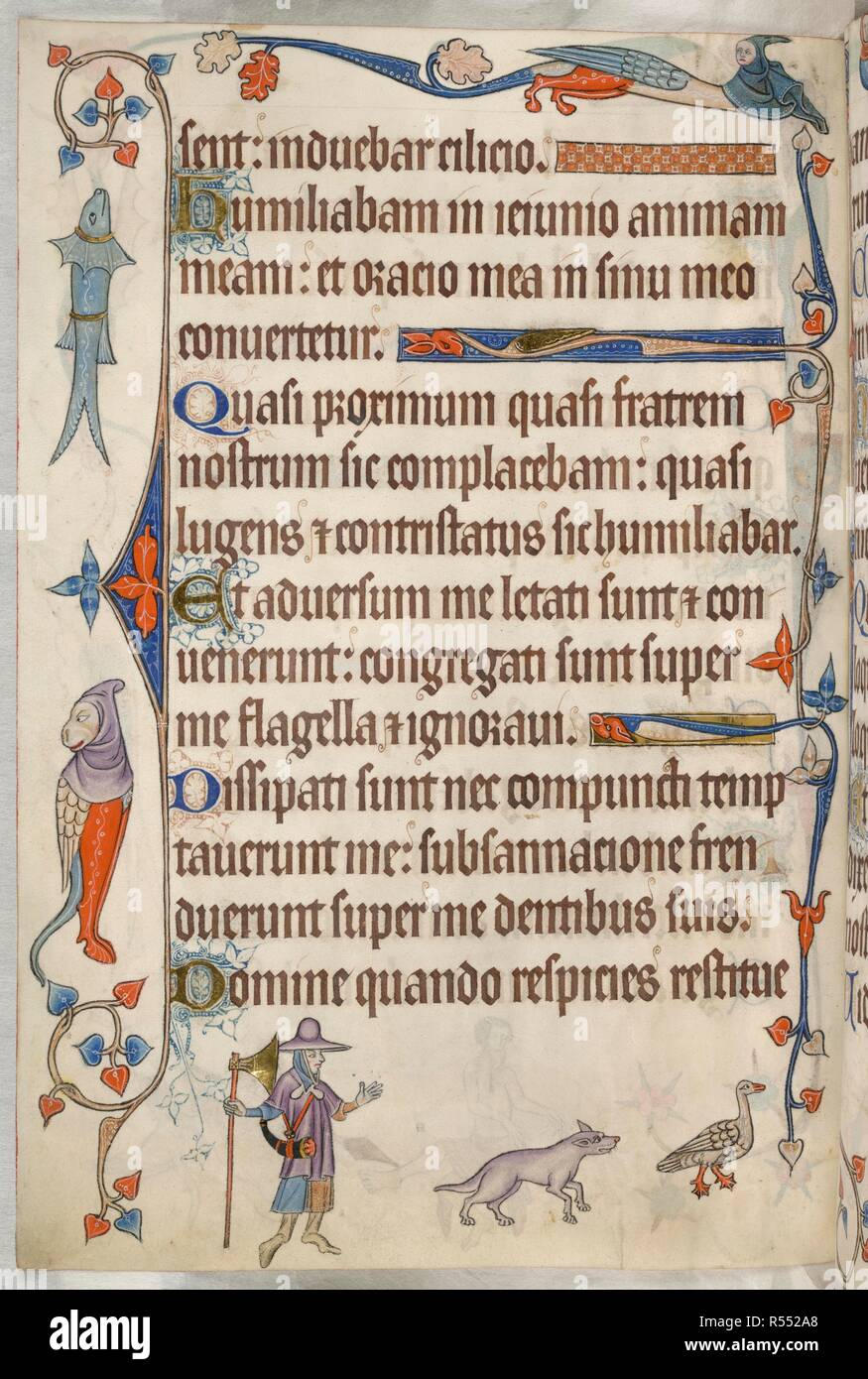 Psaume 34 ; chien la traque d'une oie. Luttrell Psalter. L'Angleterre [East Anglia] ; années 1325-1335. Ensemble folio. Psaume 34. Décoration à la frontière avec l'animal, y compris trois grotesques un poisson avec un luxe. Dans la marge inférieure, un homme dans un chapeau à large bord, un cor de chasse à la taille, et la tenue d'une grosse hache, montres un chien poursuivant un furtivement oublieux Goose. Image tirée du Luttrell Psalter. À l'origine produite en Angleterre [East Anglia] ; années 1325-1335. . Source : ajouter. 42130, f.66v. Langue : le latin. Banque D'Images