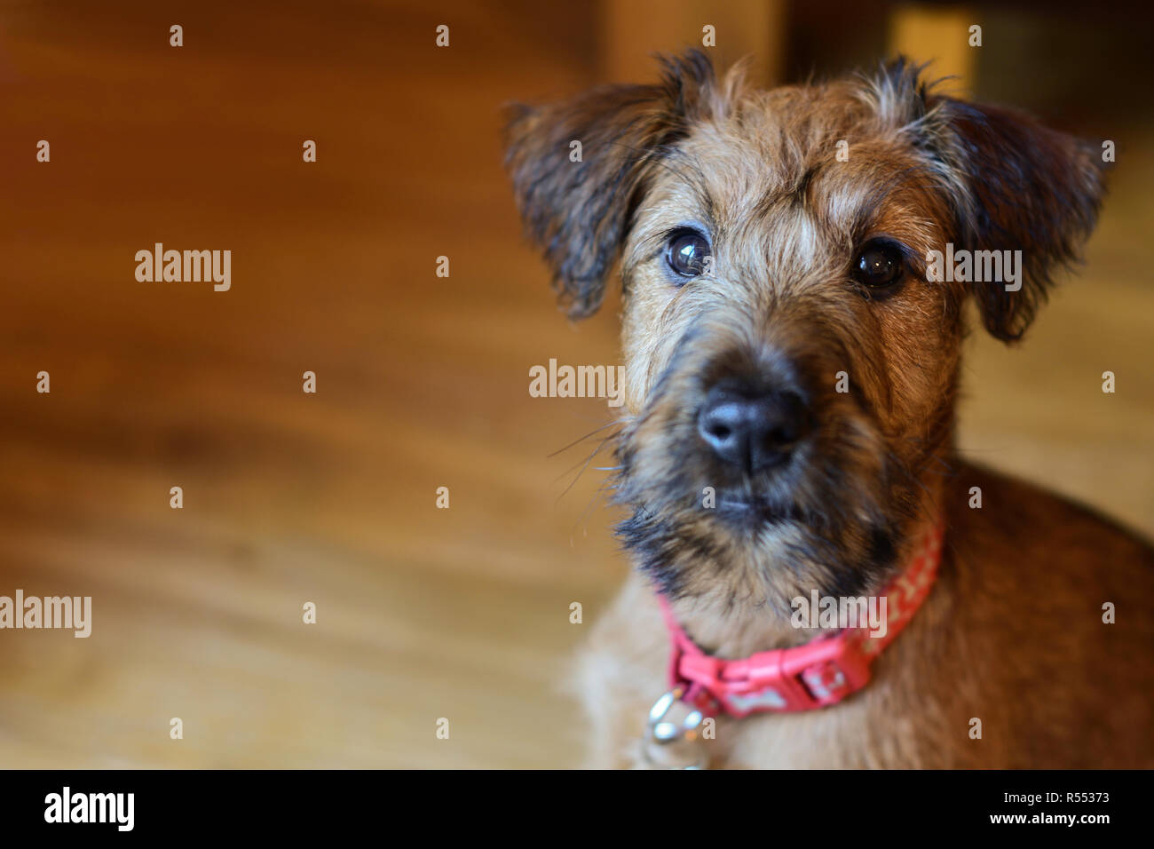 Dix semaine Old Irish Terrier puppy Banque D'Images