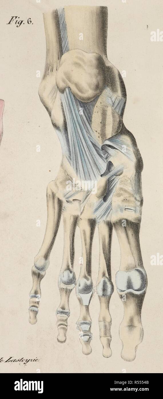 Dessin Anatomique Squelette Les Os Pied Planches