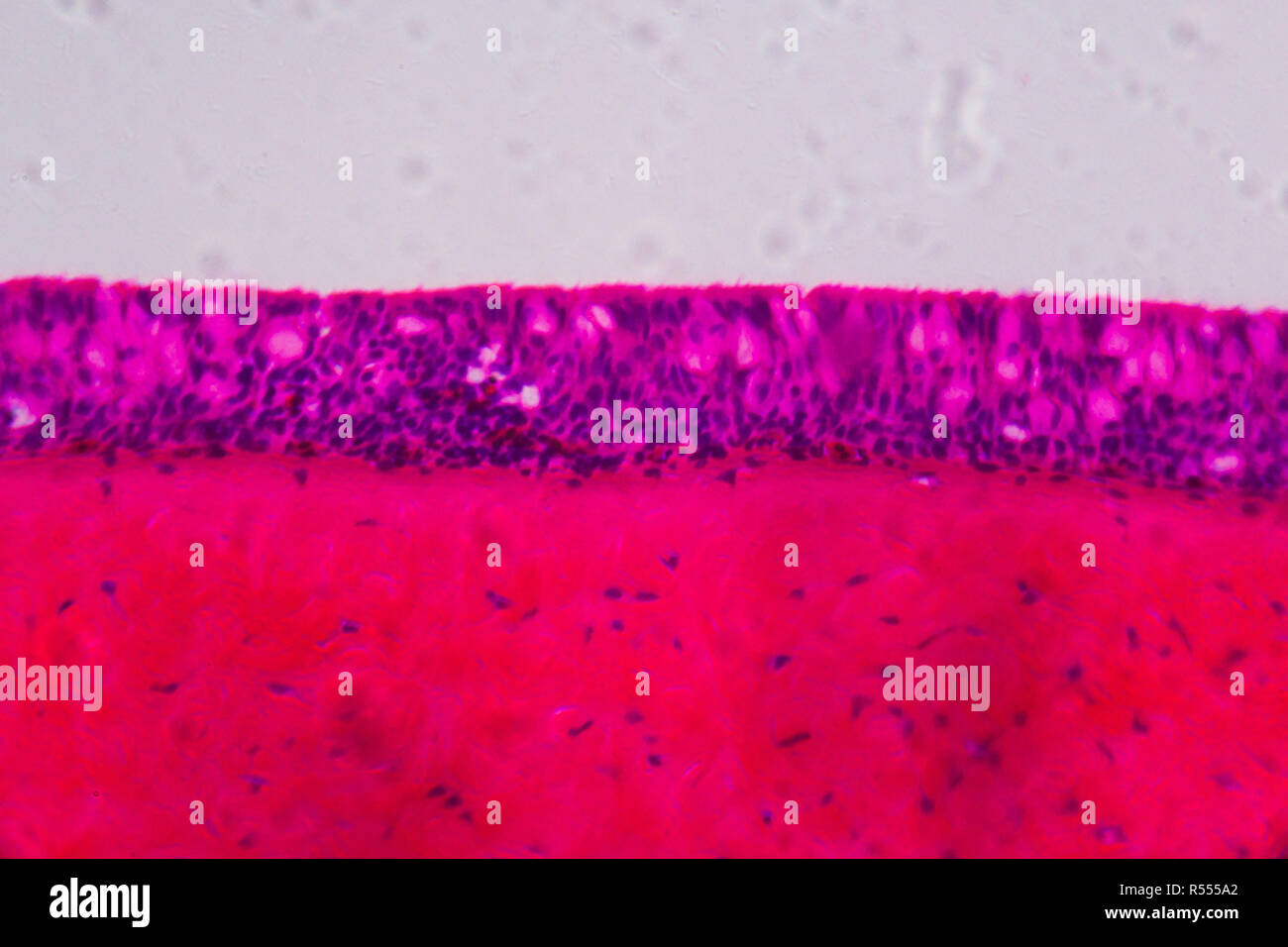 Anodonta branchies épithélium cilié sous le microscope - Résumé rose et violet couleur sur fond blanc Banque D'Images