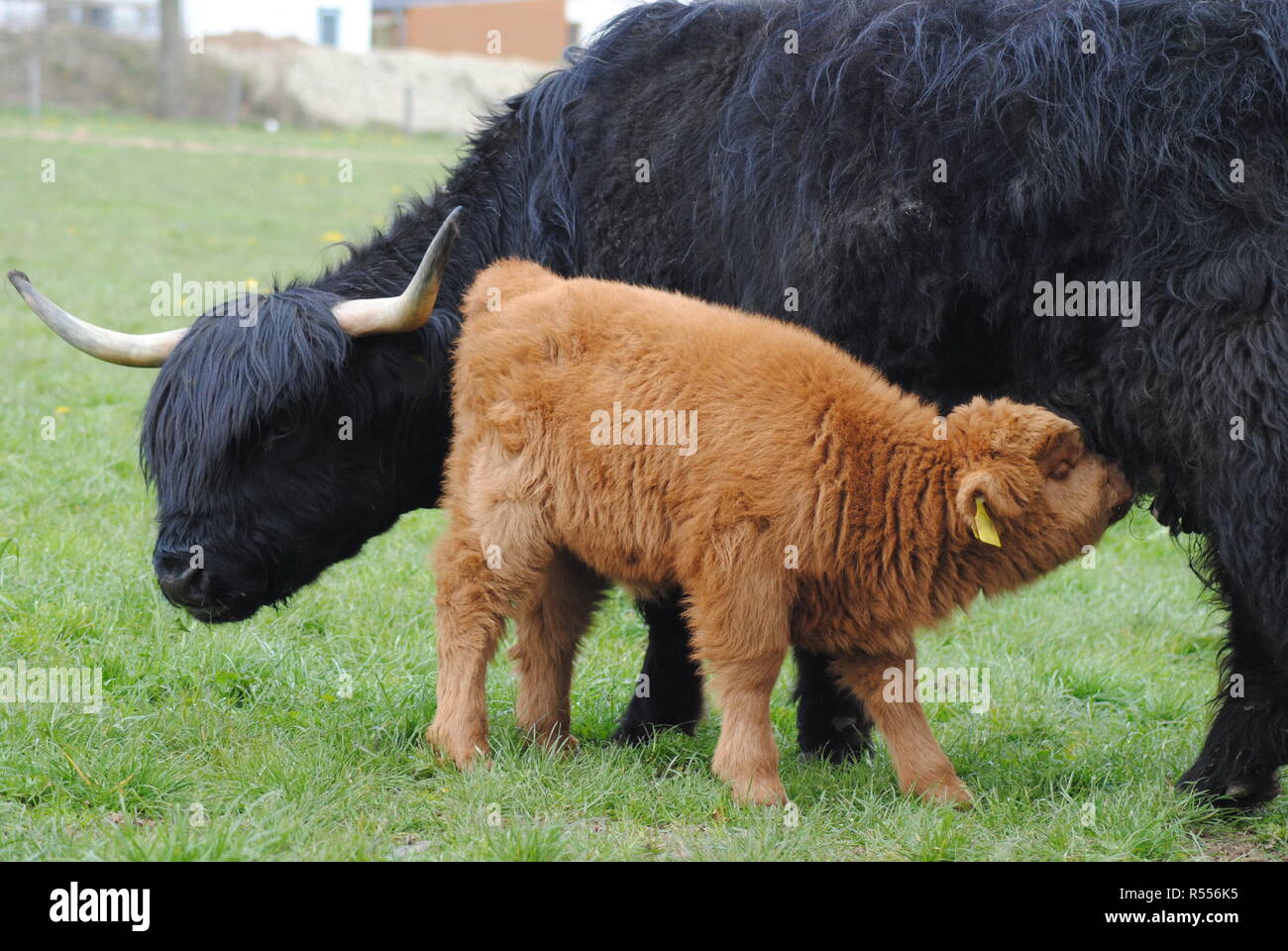 Scottish Highland cattle : mère et son petit Banque D'Images