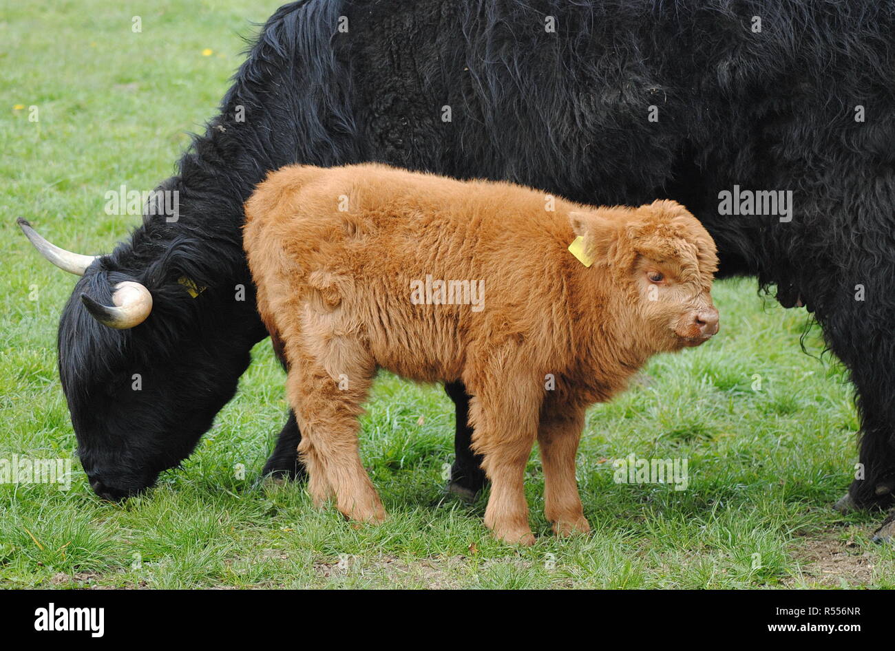 Scottish Highland cattle : Mère et enfant Banque D'Images