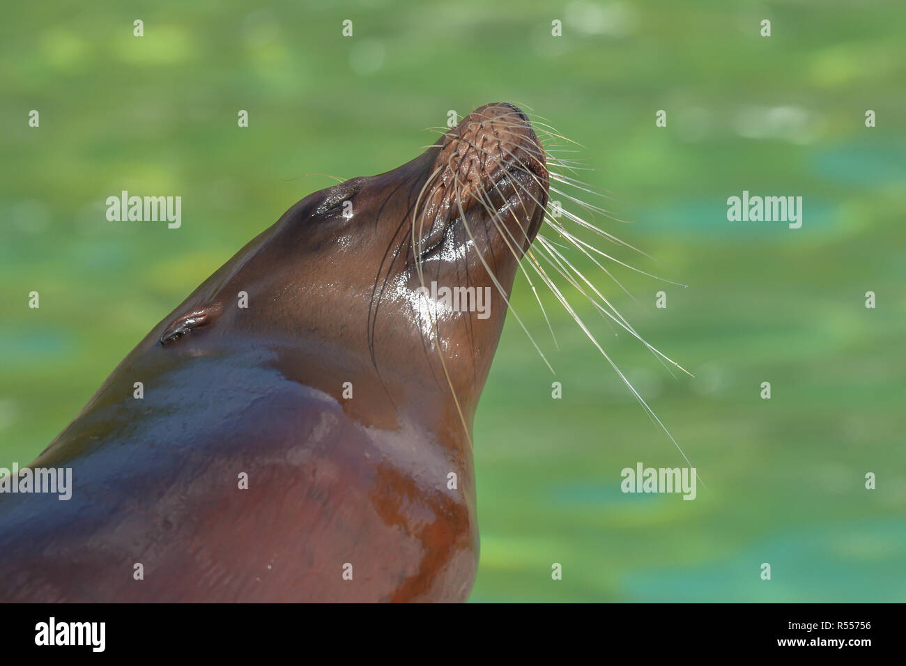 Cocky sea lion Banque D'Images