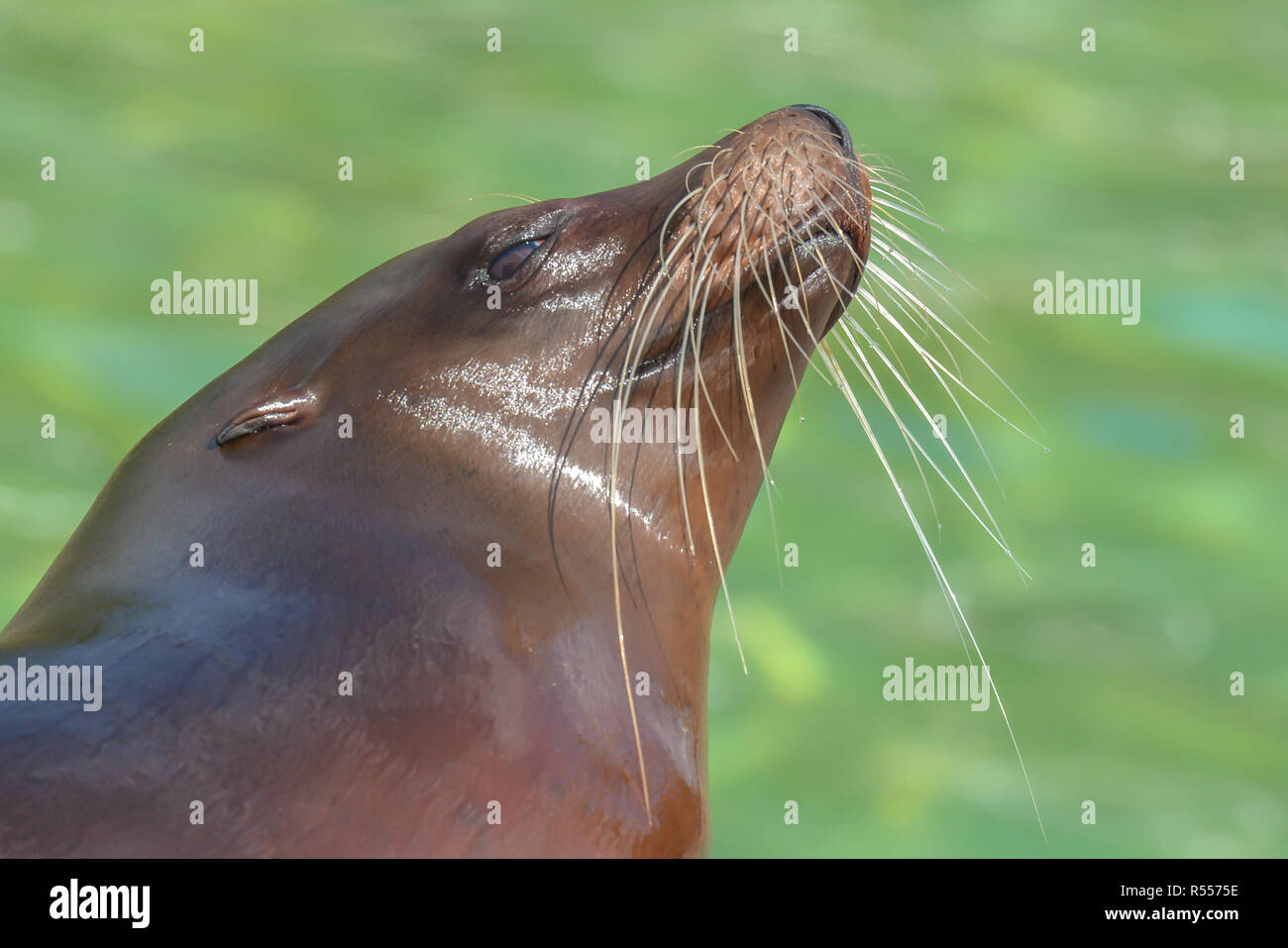 Cocky sea lion Banque D'Images