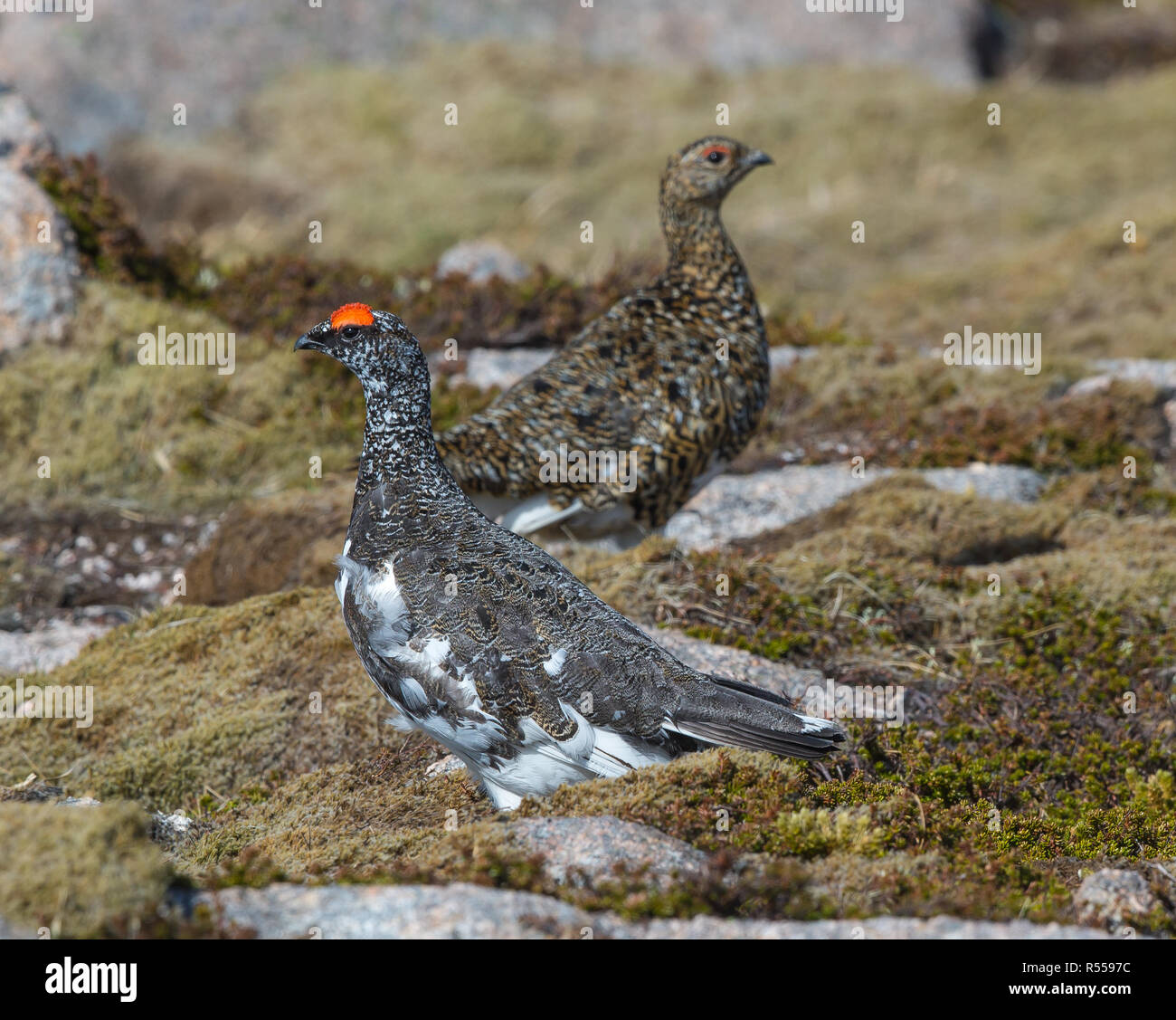 Lagopède mâle et femelle en plumage d'hiver ecosse cairngorms Banque D'Images