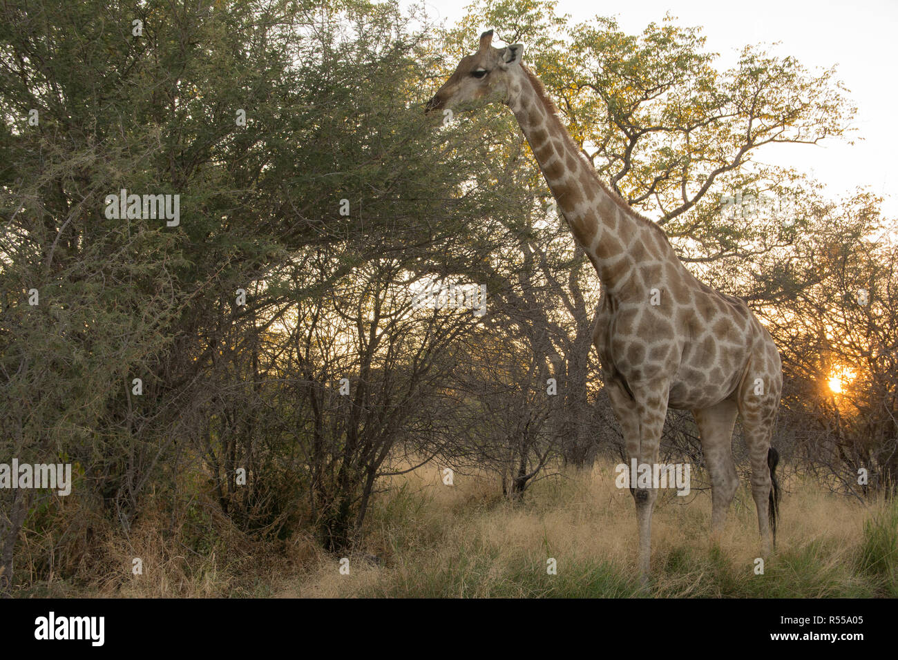 Girafe au lever du soleil Banque D'Images