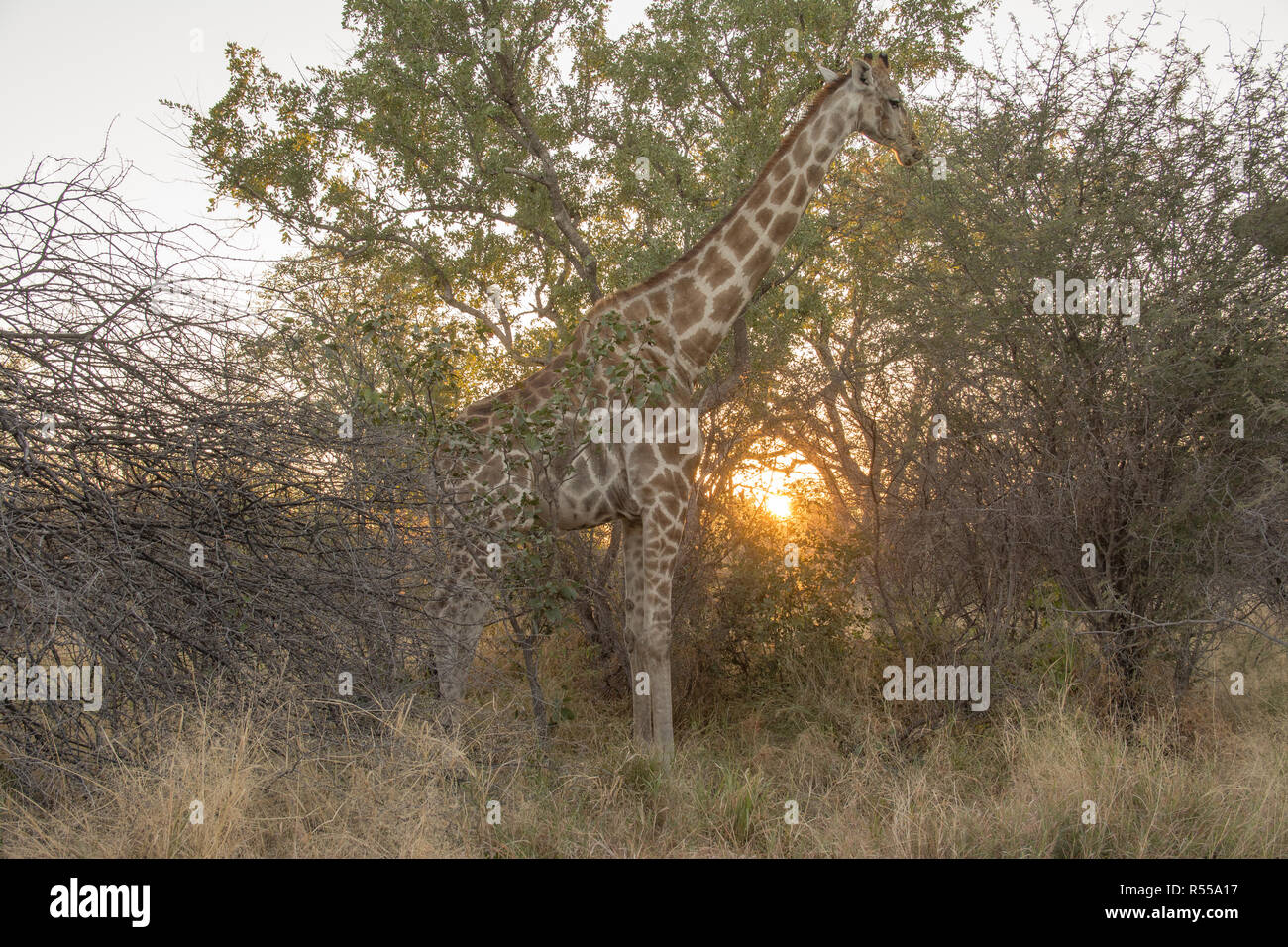 Girafe au lever du soleil Banque D'Images