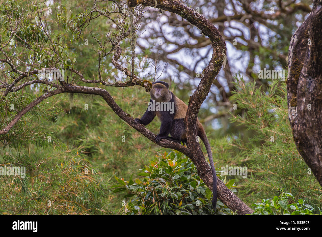 Golden Monkey, montagnes volcaniques Virunga, l'Afrique Centrale Banque D'Images