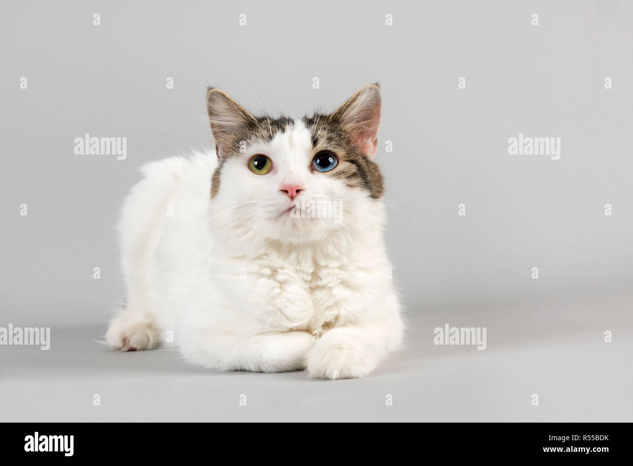 Cymric manx cat 15765 Banque D'Images
