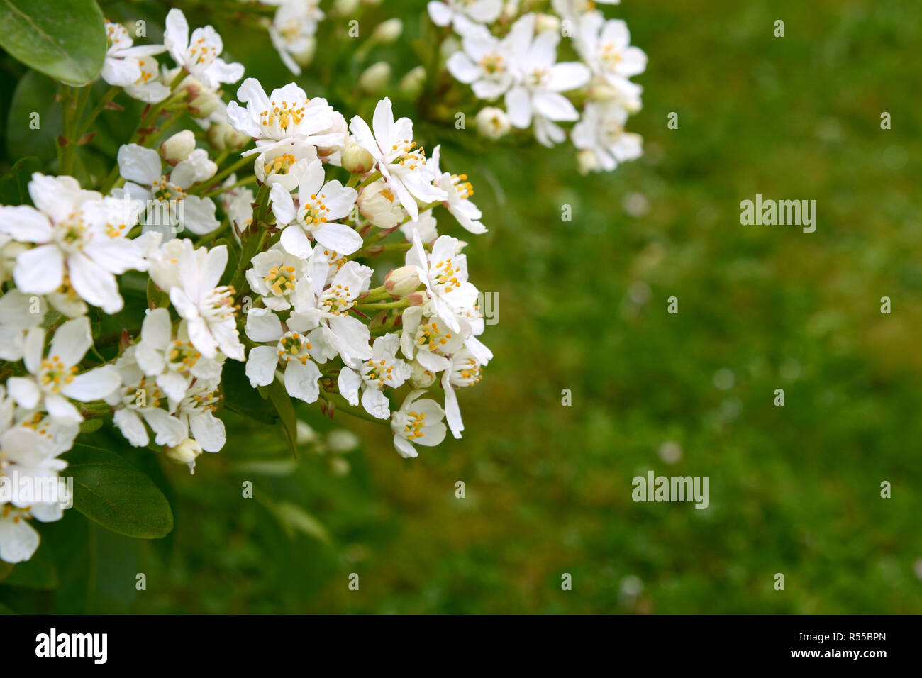Fleurs blanches parfumées choisya contre fond d'herbe verte Banque D'Images