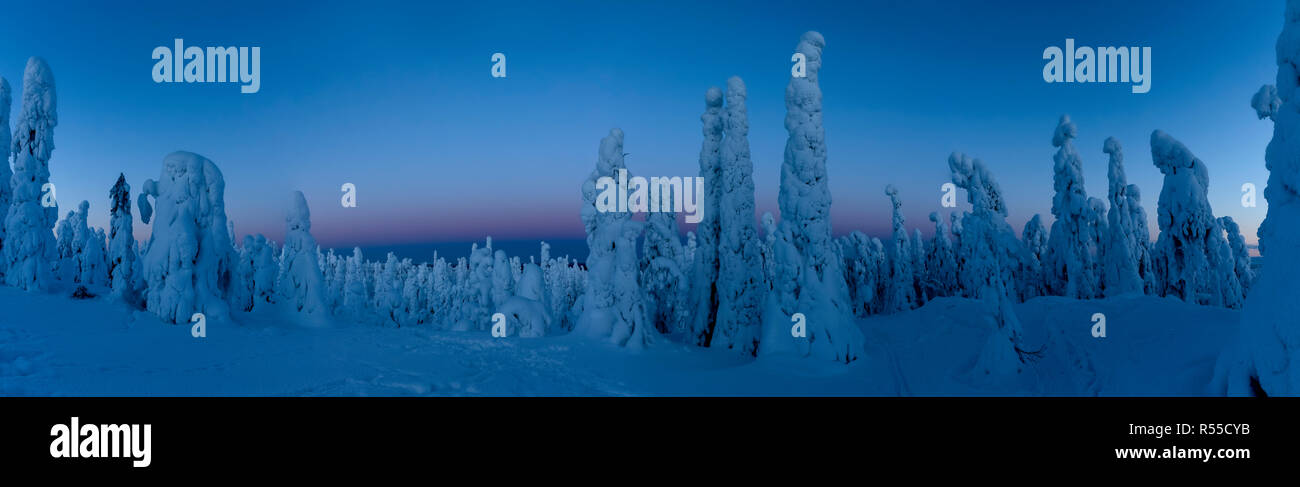 Un 7 shot panorama du gloam juste après le coucher du soleil avec la forêt dense et varié de l'Tykkylumi les épinettes. Au cours de l'hiver, les épinettes beco Banque D'Images