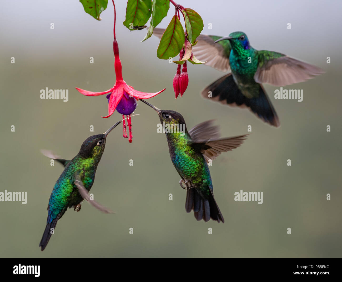 Hummingbird au Costa Rica Banque D'Images