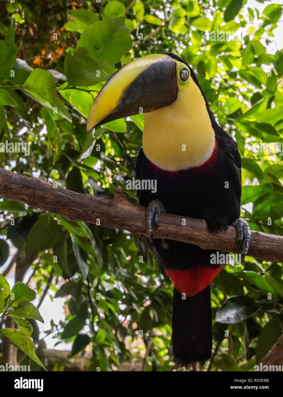 Toucan au Costa Rica Banque D'Images