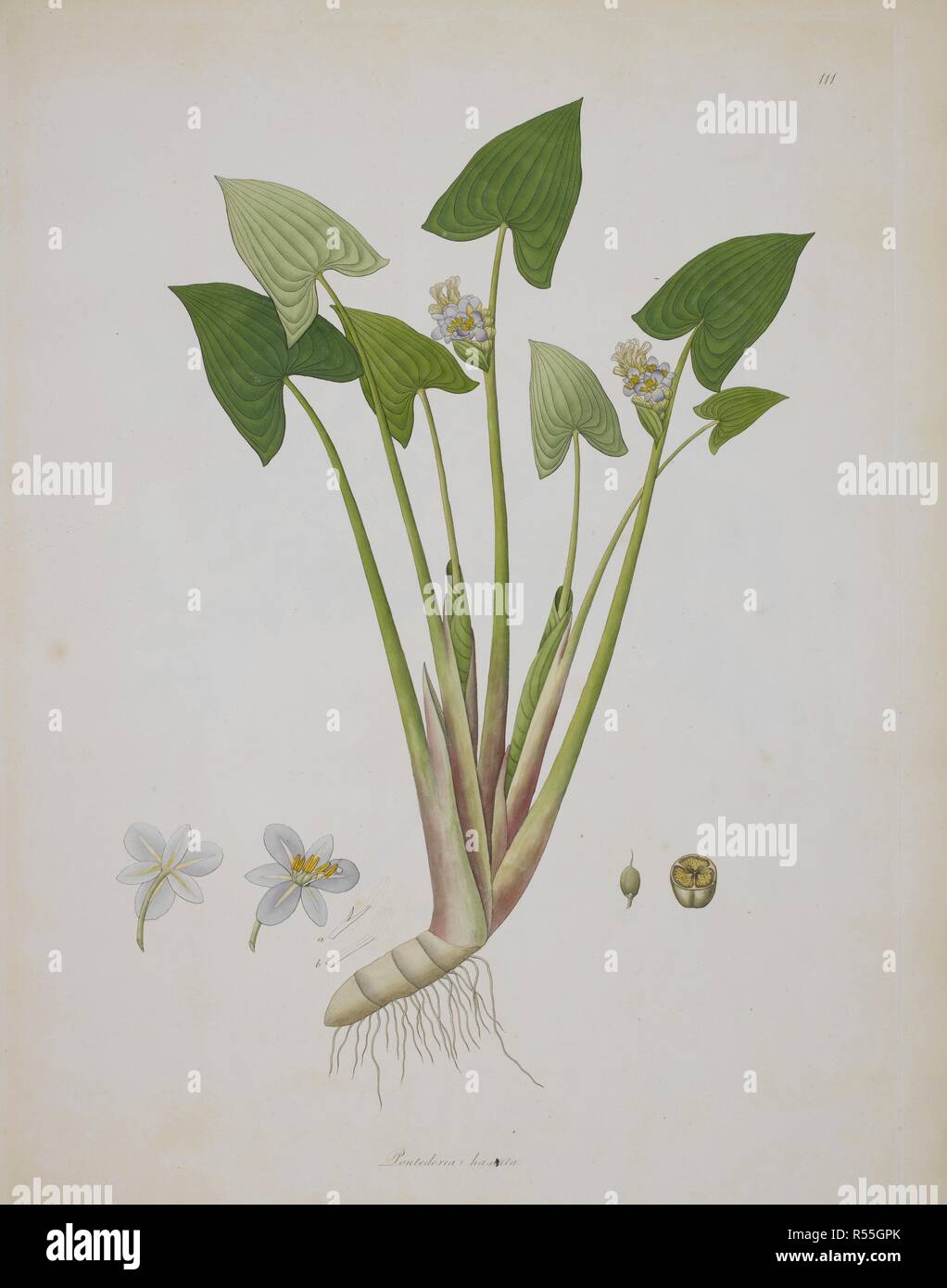Pontederia hastata. Les plantes de la côte de Coromandel... sous la dir. Londres, 1795 - 1819. Source : 458.h.20-22, la plaque 111. Auteur : banques, Sir Joseph. ROXBURGH, WILLIAM. Russell, Patrick. Banque D'Images