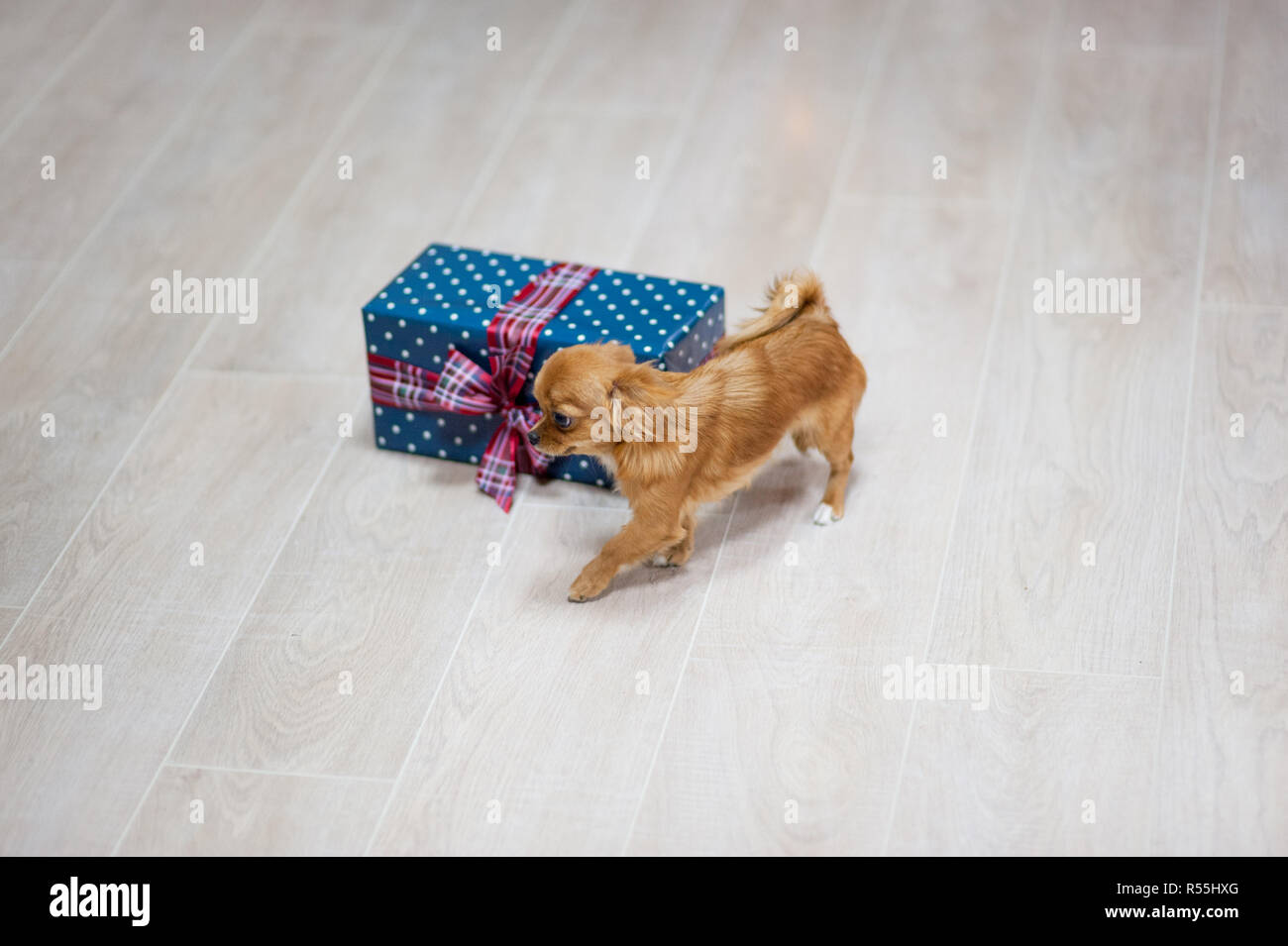 Douce petite chihuahua dog walking sur marbre avec copyspace avec holiday gift box Banque D'Images