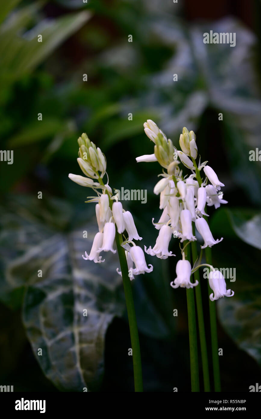 Jacinthes blanches, Hyacinthoides non-scripta, fleurs, floraison, printemps,bois,bois,woodlander Floral,RM Banque D'Images