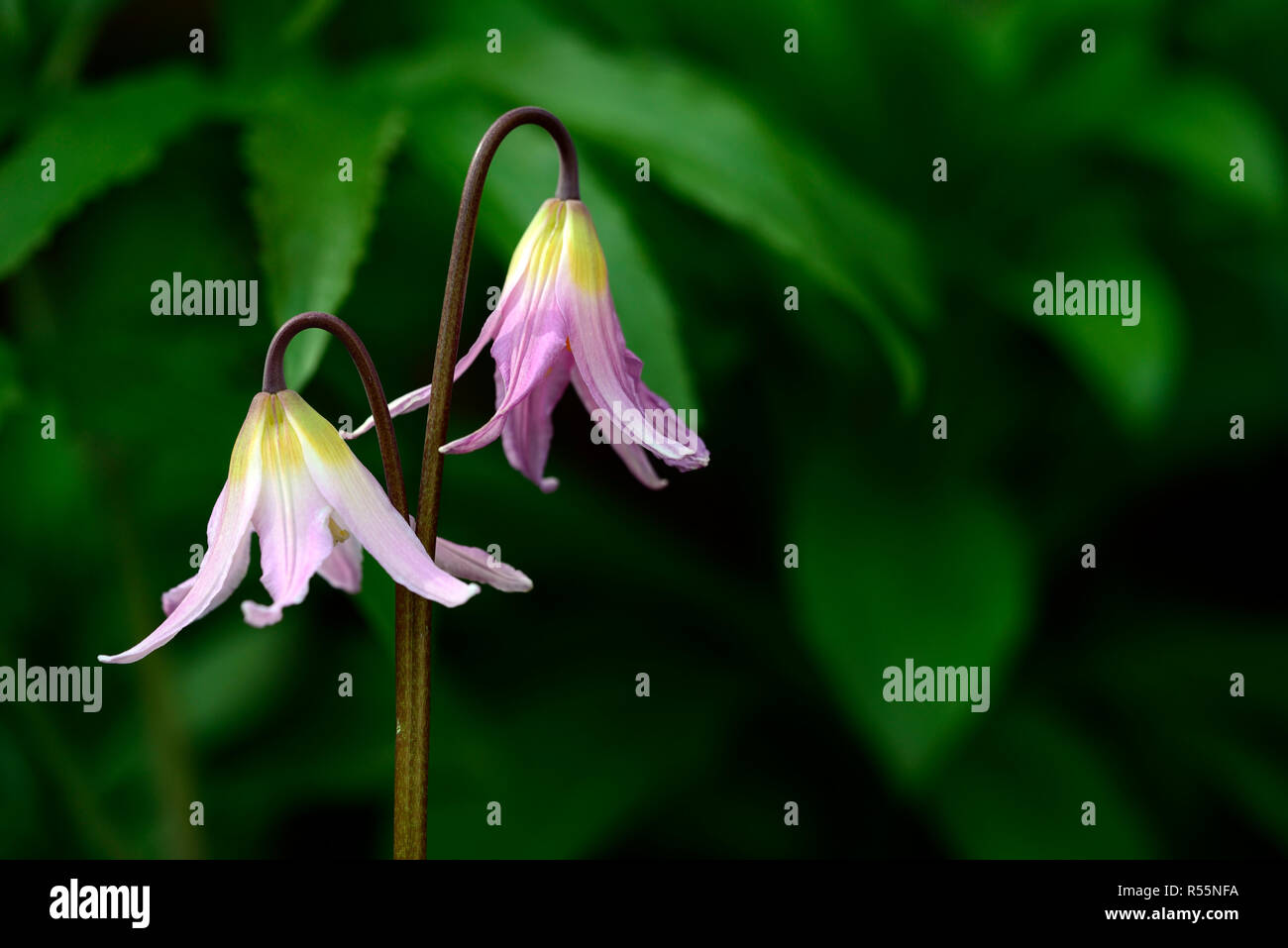 L'Erythronium revolutum pink beauty,rose, fleur, hybride, lily fawn, dogstooth violet, printemps, fleurs, couleurs, couleurs,marbré de feuillages, feuilles, RM Flor Banque D'Images