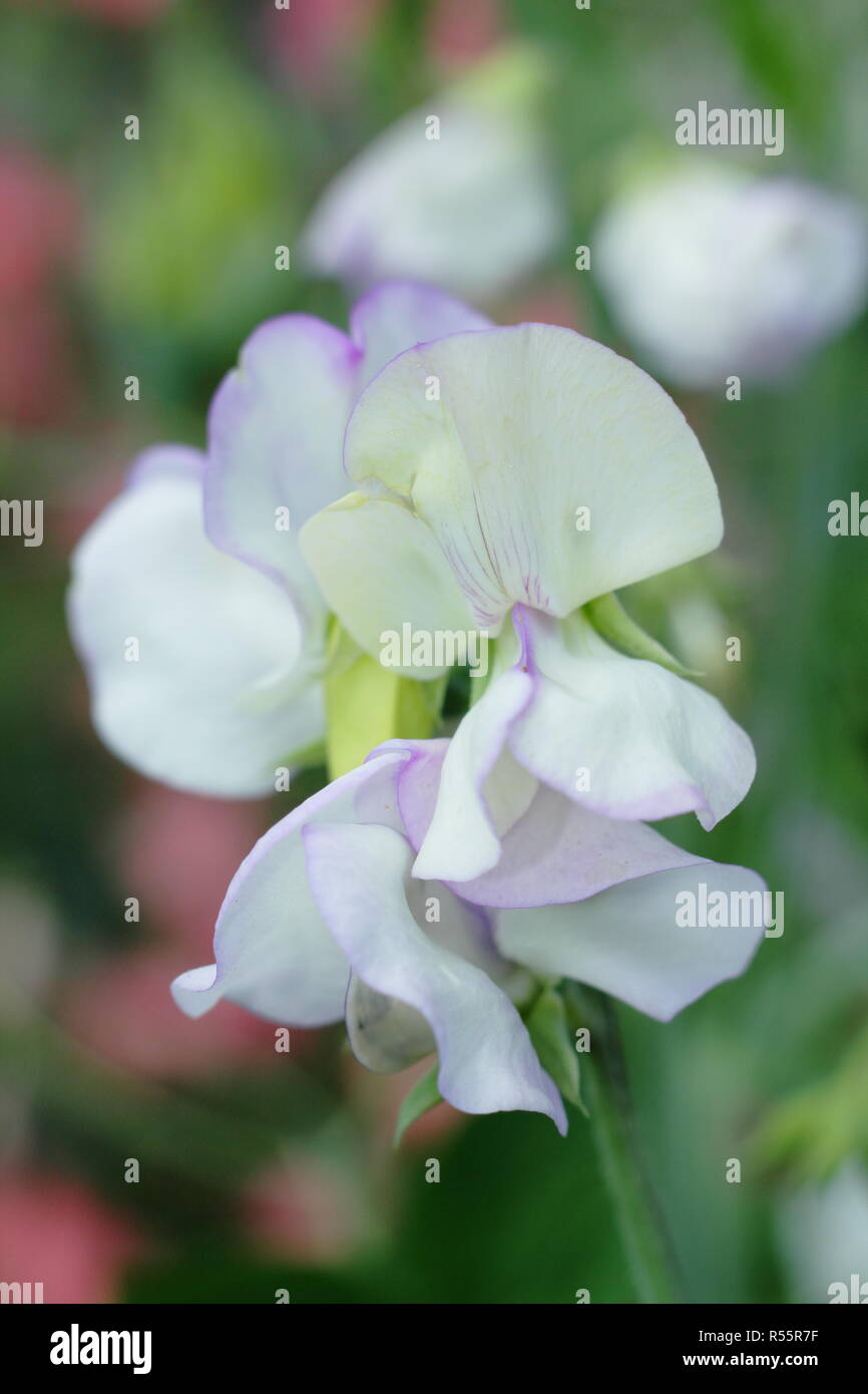 Lathyrus odoratus 'François lavie Blue', un parfum moderne, fortement grandiflora pois doux, la floraison dans un jardin anglais, UK Banque D'Images