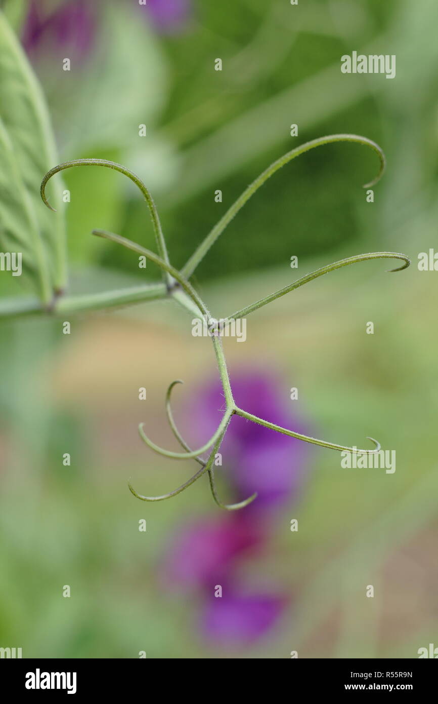 Lathyrus odoratus. Vrilles sur pois de plante - qui peut être enlevé pour promouvoir tiges droites Banque D'Images