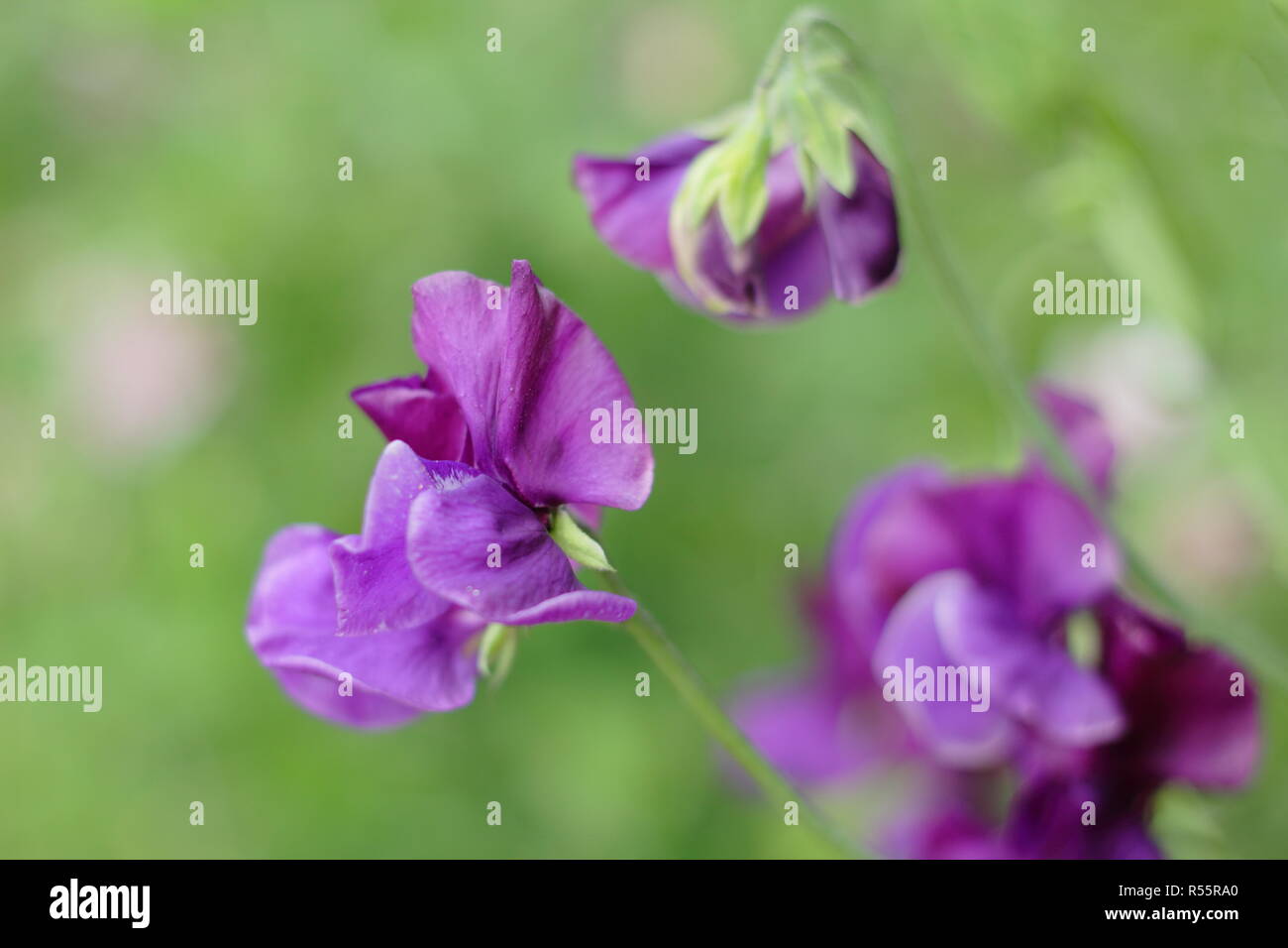 Lathyrus odoratus 'Bienvenue à Yorkshire' pois sucré floraison dans un jardin anglais, l'été, UK Banque D'Images