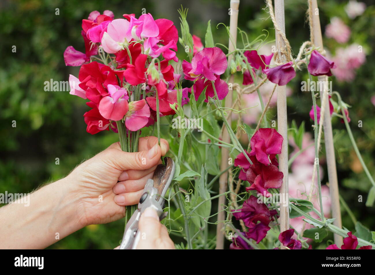 Lathyrus odoratus. Couper une bande de pois sucré des fleurs dans un jardin d'été, UK Banque D'Images