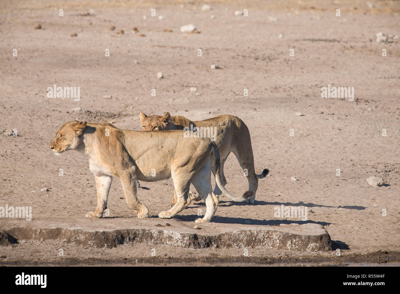 Marcher ensemble lions femelle Banque D'Images