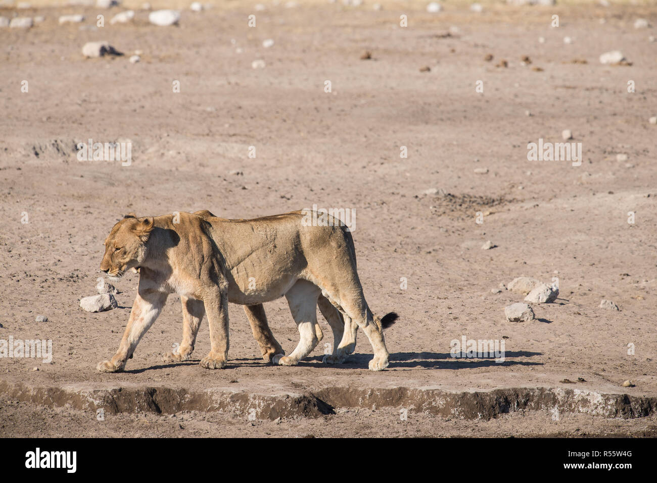 Marcher ensemble lions femelle Banque D'Images