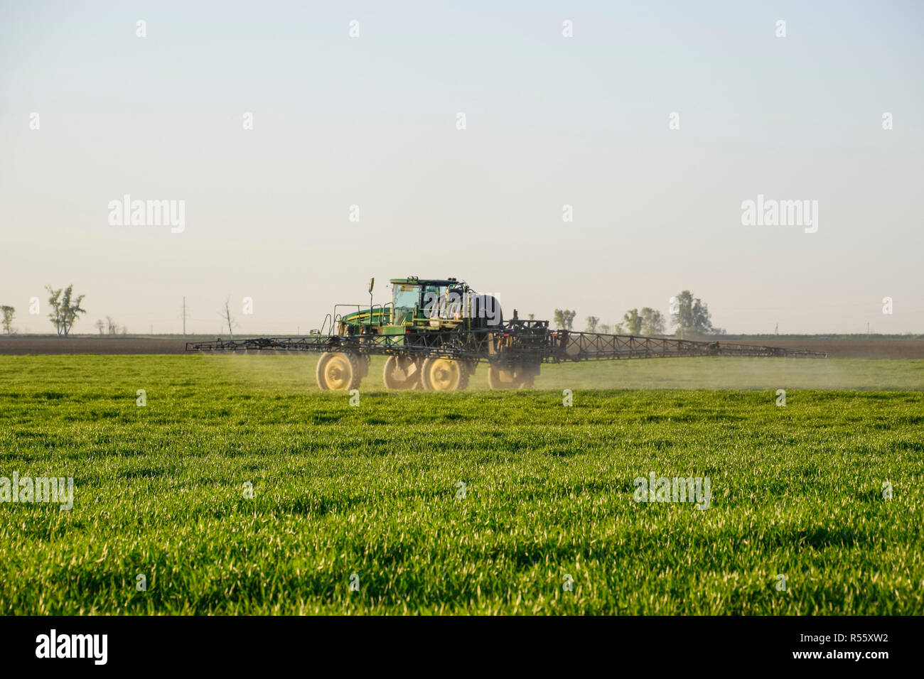 Le tracteur sur le fond coucher de soleil. Tracteur avec grandes roues est faire engrais sur les jeunes le blé. L'utilisation de produits chimiques pulvériser finement dispersées Banque D'Images