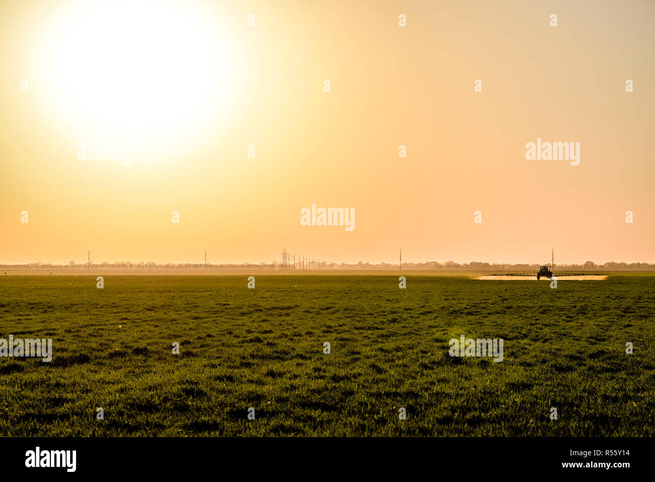 Le tracteur sur le fond coucher de soleil. Tracteur avec grandes roues est faire engrais sur les jeunes le blé. L'utilisation de produits chimiques pulvériser finement dispersées Banque D'Images
