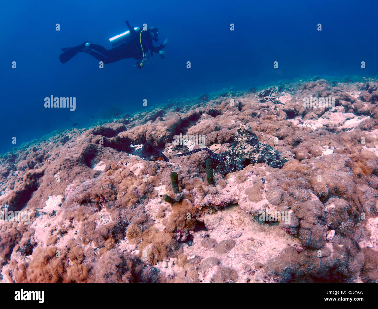 L'accouplement de la pieuvre dans les Maldives Banque D'Images