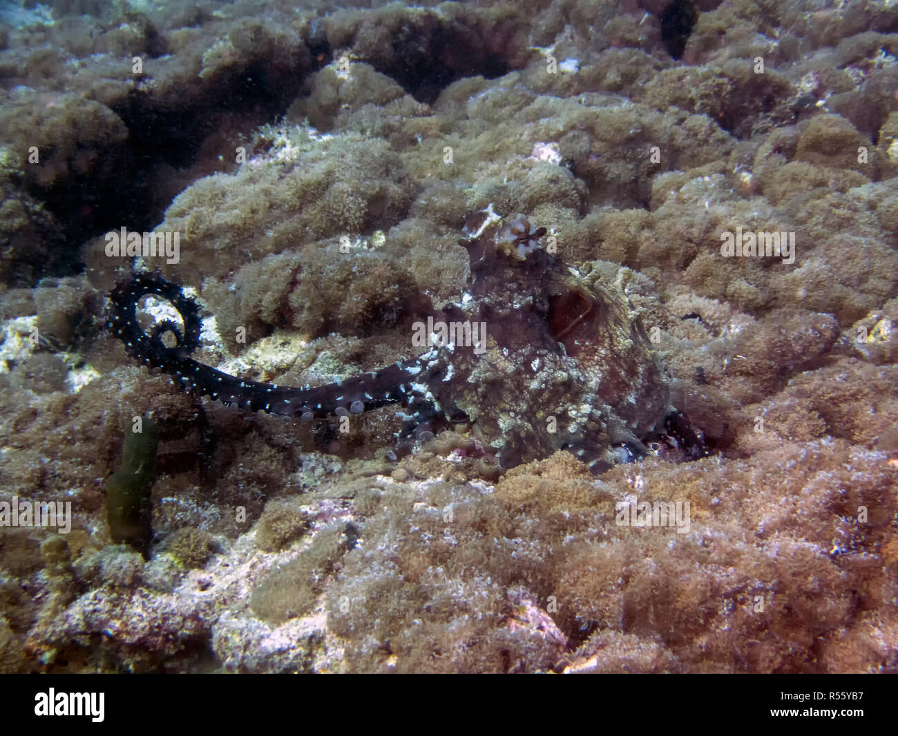 L'accouplement de la pieuvre dans les Maldives Banque D'Images