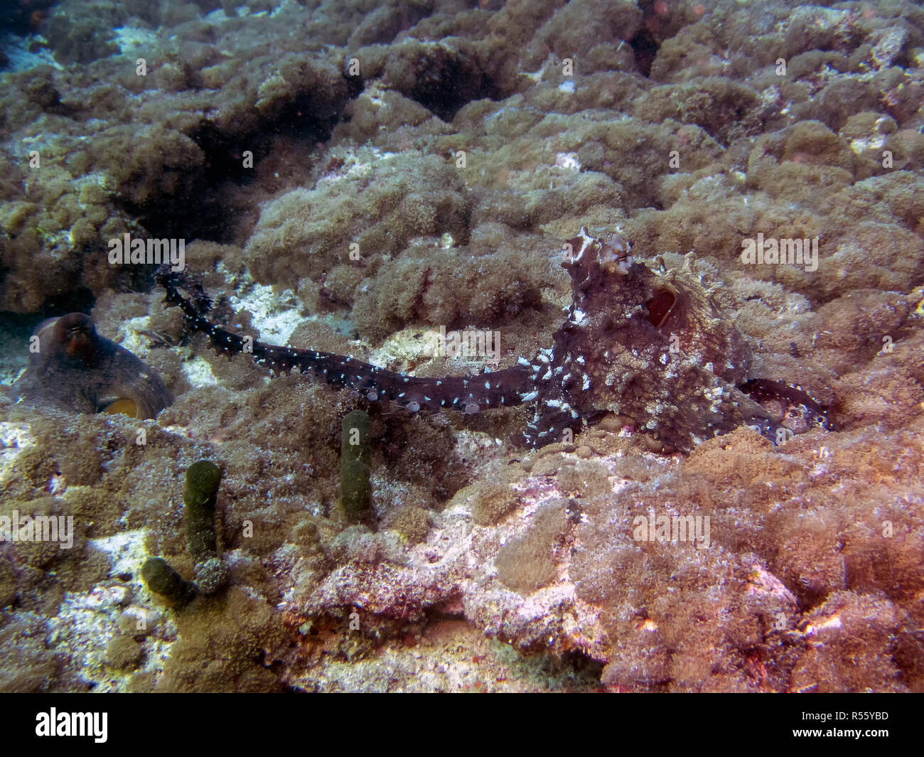 L'accouplement de la pieuvre dans les Maldives Banque D'Images