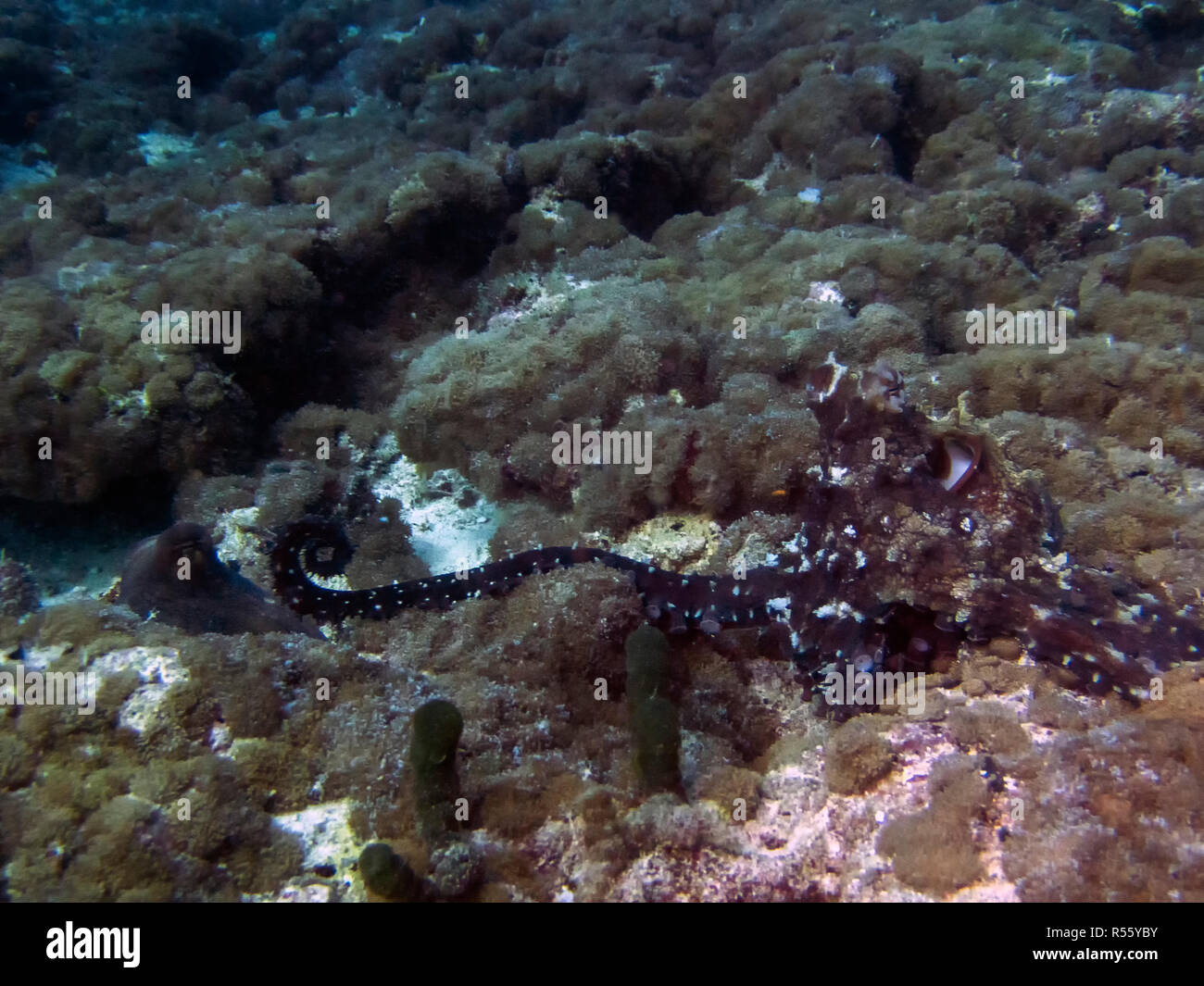 L'accouplement de la pieuvre dans les Maldives Banque D'Images