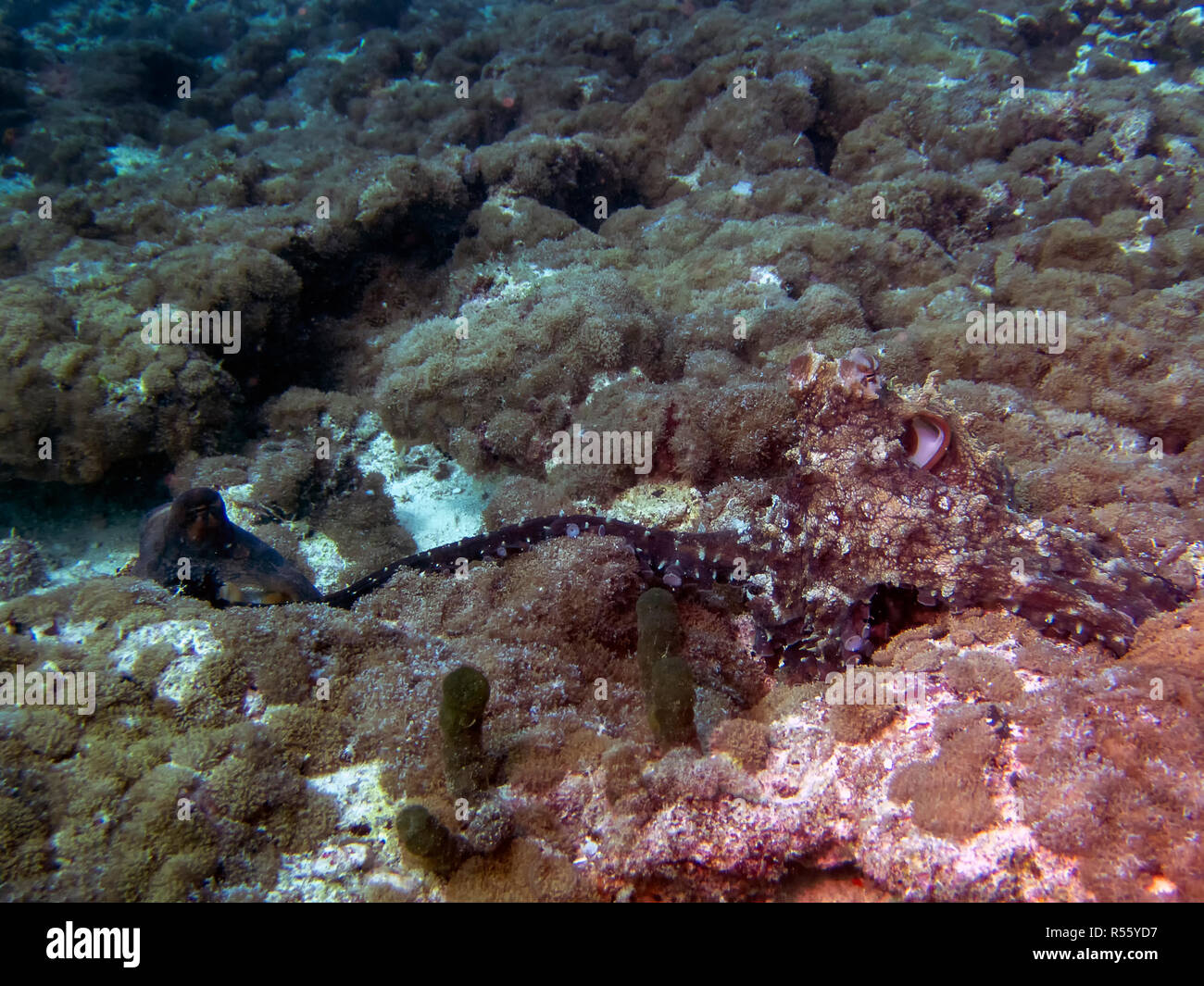 L'accouplement de la pieuvre dans les Maldives Banque D'Images