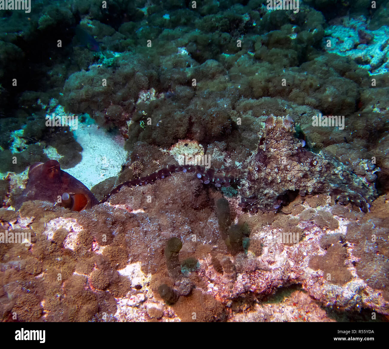 L'accouplement de la pieuvre dans les Maldives Banque D'Images