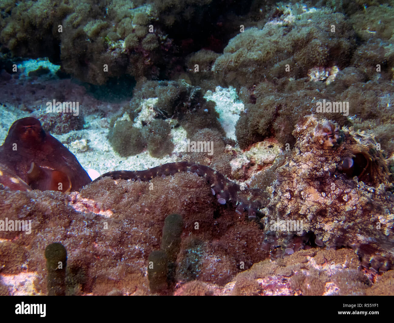 L'accouplement de la pieuvre dans les Maldives Banque D'Images