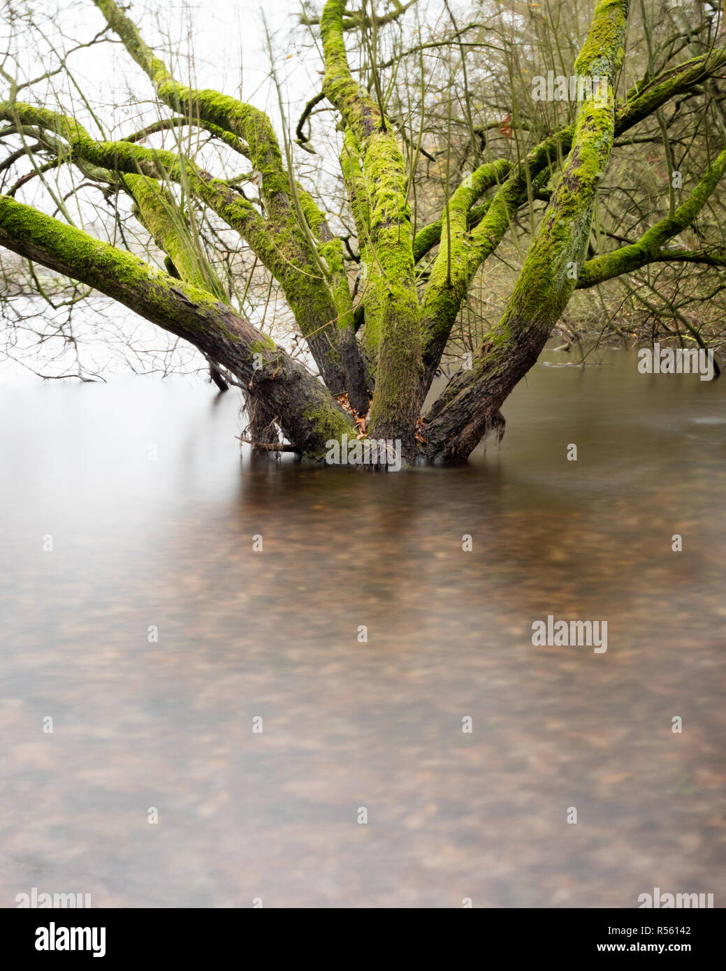 Forestiers humides - à l'aide de filtres ND à brouiller l'eau autour de la base de ces arbres inondés Banque D'Images
