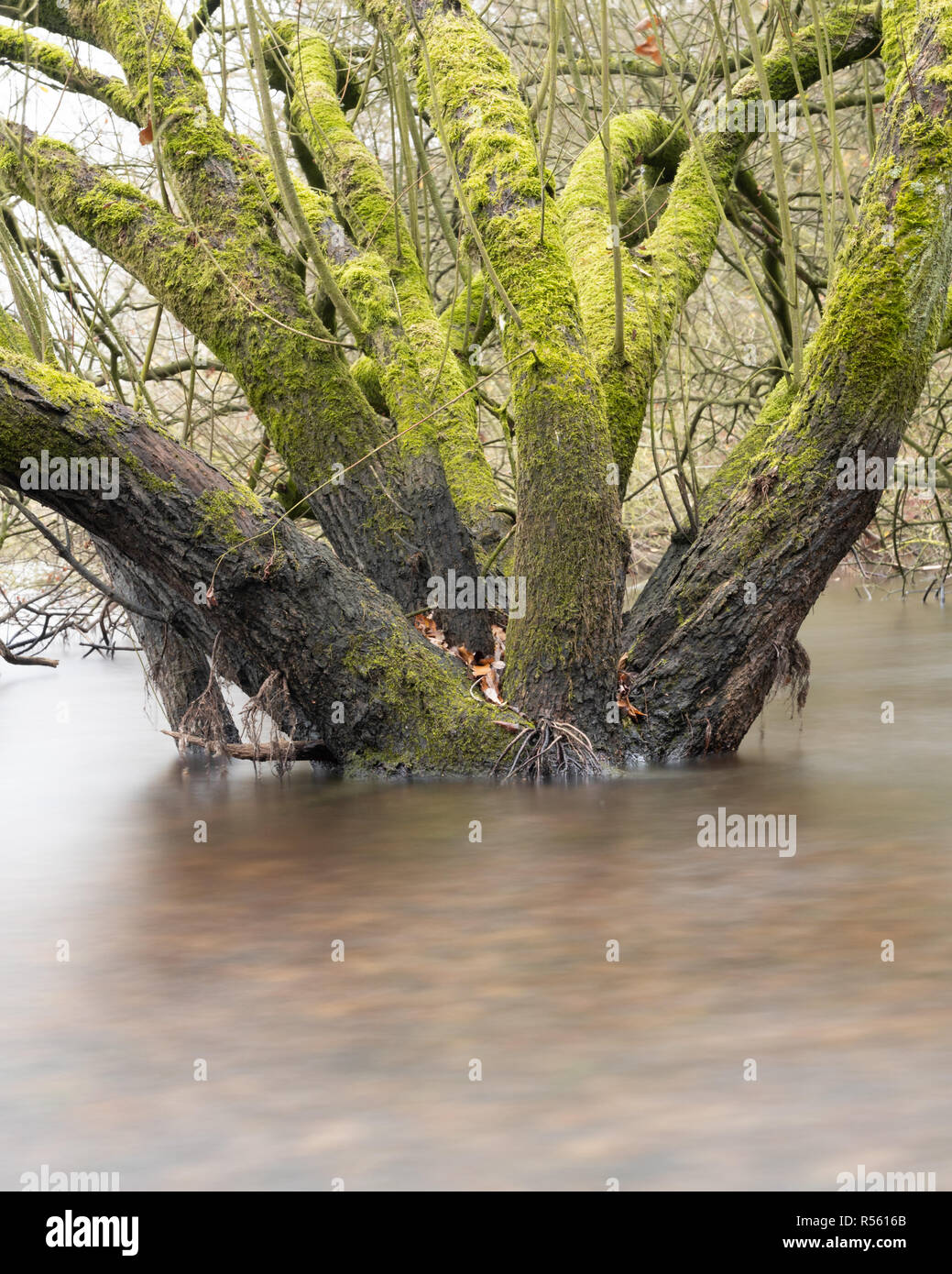 Forestiers humides - à l'aide de filtres ND à brouiller l'eau autour de la base de ces arbres inondés Banque D'Images
