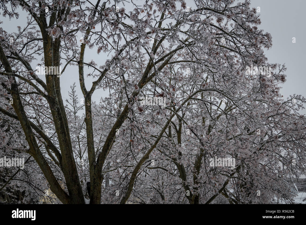 Branches de grands arbres à feuilles caduques sont lourds et de pliage avec accumulation de glace après la pluie verglaçante. L'Ontario, Canada Banque D'Images